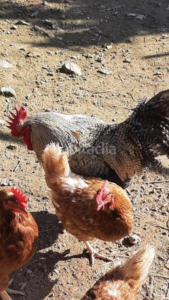 Foto 7a0d3877-0ab3-4d67-bb3b-26ff728131cf. Miete haus mit pool in Catllar (El)