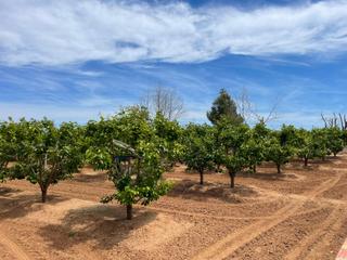 Finca rústica a Alcácer. Terreno de caquis en venta en alcacer