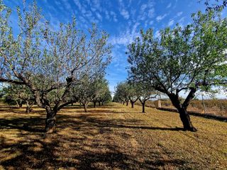 Finca rústica en Camí de perafita 71. Finca rústica de 9.170 m² con casa móvil, cultivos y equipamient