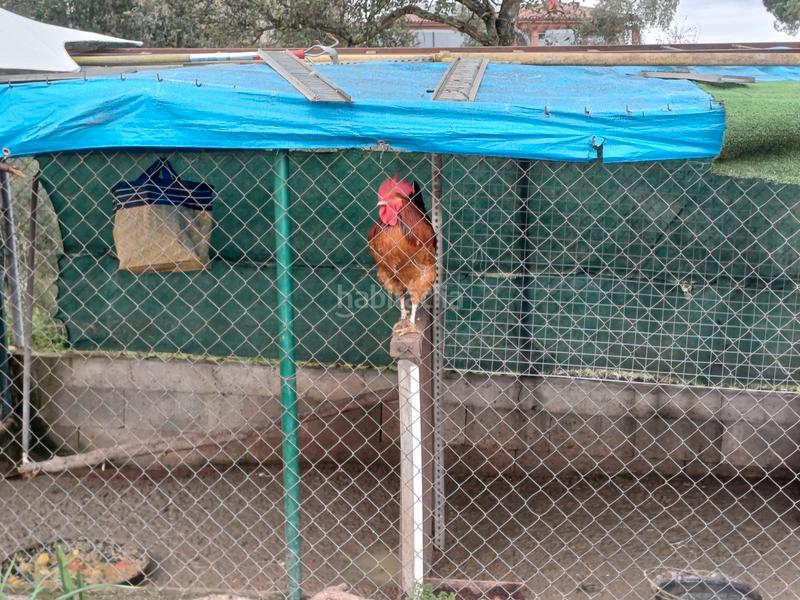 Foto 5efce8cb-6f06-4ec6-bb51-0631cb35f5a7. Xalet amb aparcament piscina a La Goba Vidreres