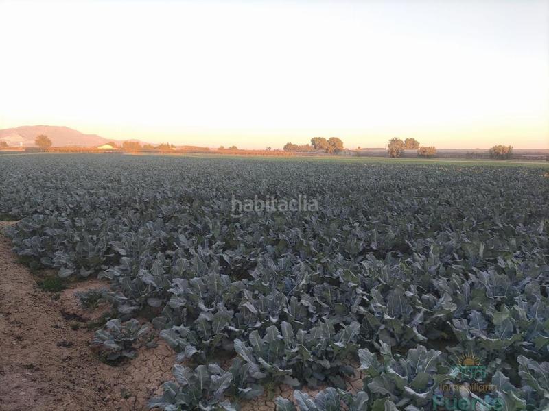 Foto 8cff51c6-2946-40ed-9a56-baf773e13416. Wohngrundstück in Totana