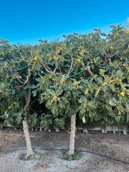 Foto 2b6ef289-245e-4dff-9184-85a684019170. Chalet mit kamin parking pool in Pedanías - Extrarradio Albacete