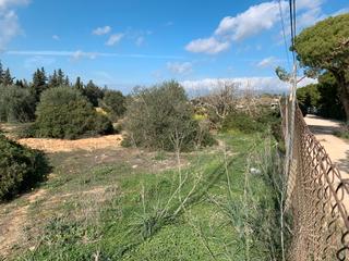 Fondo rustico in Camino del pozo cardoso 2. Parcela chiclana de la frontera