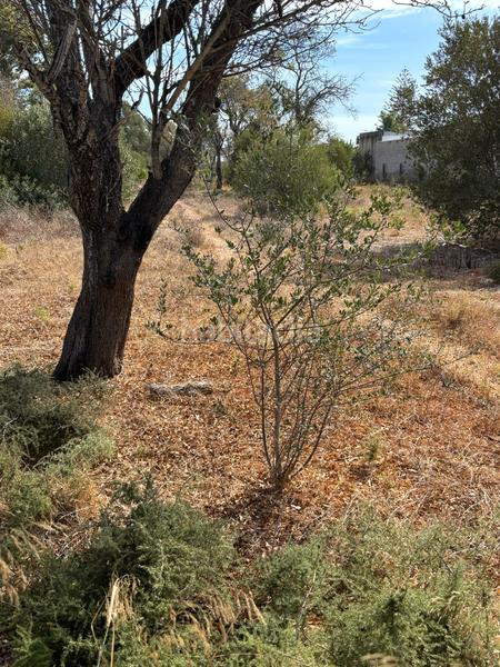 Foto 6dd0bc84-dd58-4856-b5fe-1468a38982c8. Fondo rustico in camino de troya 14 in La Soledad Chiclana de la Frontera