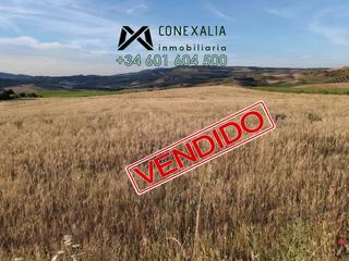 Masia a Setenil de las Bodegas. Finca en venta en setenil.