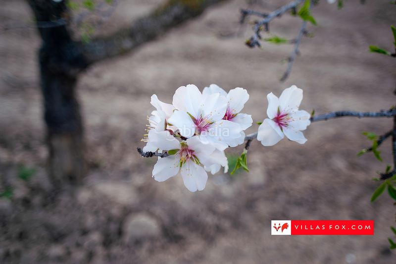 Foto 7759816b-c3b5-4129-a2af-83f208829ffa. Casa a San Miguel de Salinas