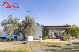 Xalet a Adamuz. Finca de olivos con casa en adamuz