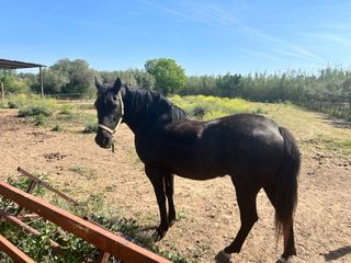 Bauernhof  Vial camino. Casa rústica a la venta en riudoms