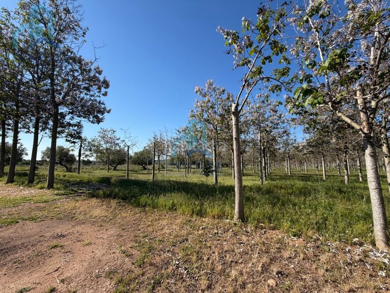 Foto 3a85166d-1977-444f-acf1-43f2ac999bc3. Casa amb aparcament a Constantí