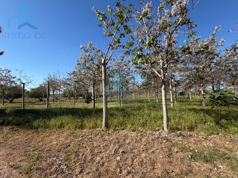 Foto 4d8adb35-5995-4711-ba93-a19e06843715. Casa amb aparcament a Constantí