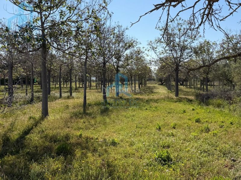 Foto ab0e88b5-355e-429c-b48f-49d8366c078a. Casa amb aparcament a Constantí