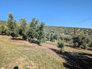 Masia  Hacho bajo. Finca rúst. en venta en loja.