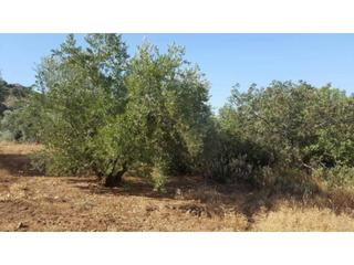 Mas  Zona gallumbares. Finca rúst. en venta en ventorros de san josé.