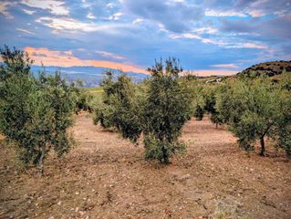 Masia en Loja. Finca r�st. en venta en los arenales.