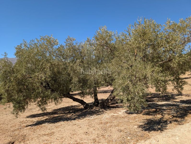 Foto c47b6f66-28bc-4cc4-8a4f-cdc1cb15d0d6. Masia a Loja