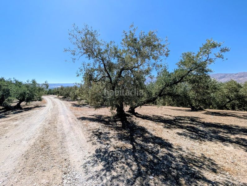 Foto ca6b682c-7afe-409b-b1b9-065ddf1a75e6. Masia a Loja