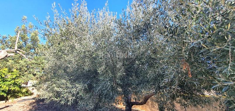 Foto d2dd883b-79b7-4a1e-babf-7127e05f2ad0. Chalet acogedor chalet con encanto en san vicente del raspeig en Sant Vicent del Raspeig