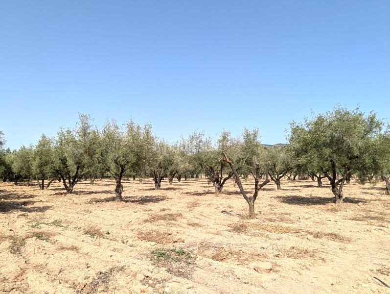 Foto cf9dfc35-5cf5-40b2-acb7-2211a0c6dbcb. Bauernhof mit parking in Onil