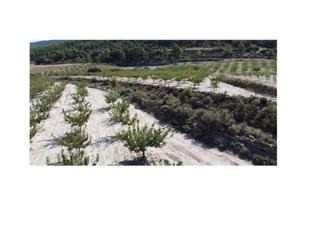 Terreny residencial  Polígono 2 parcela 27 la sarga. jijona/xixona (al. En venta parcela de 24.926 m2 en la sarga con proyecto para cent