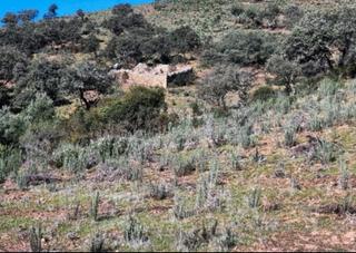 Finca rústica a Zufre