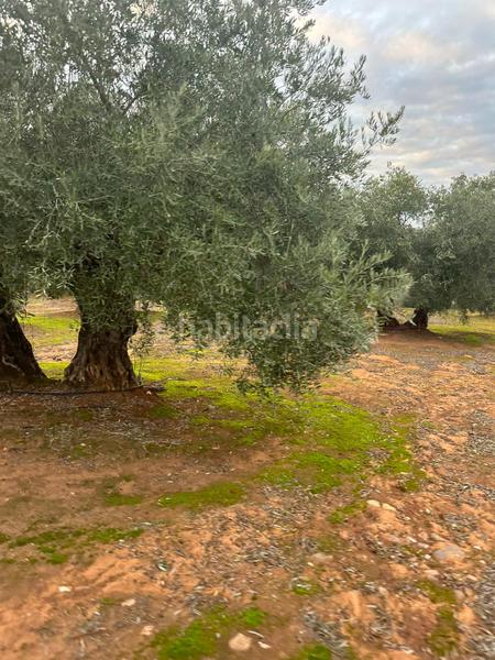 Foto 068f7737-3017-4518-8e5a-ad1068b6c44c. Landgut in ja-2321 181 in Andújar