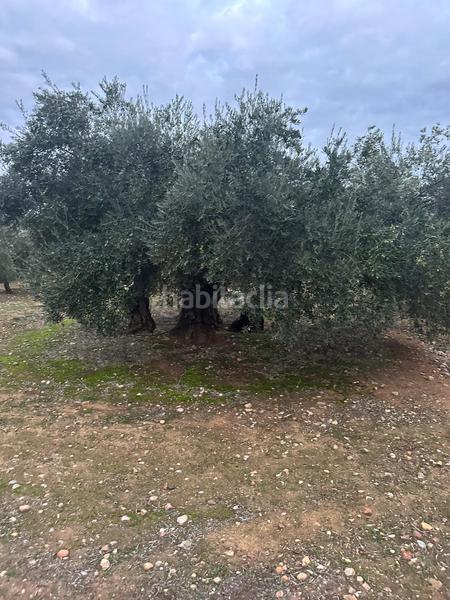 Foto 81f7670d-3ed3-45d0-b286-b92886ff1b2d. Landgut in ja-2321 181 in Andújar