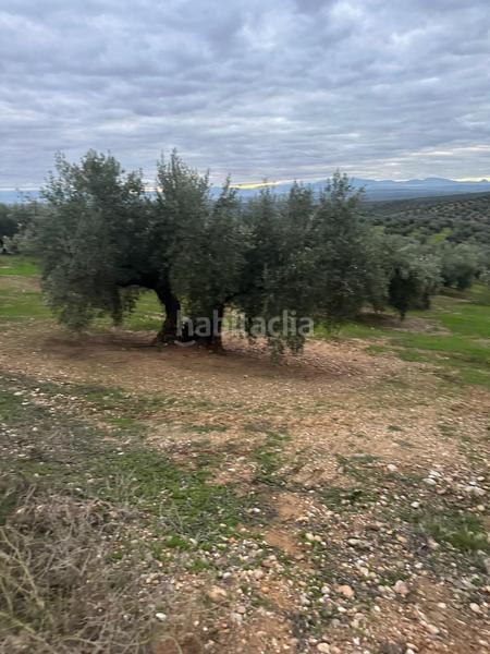 Foto 89956b14-5e76-4942-9bd2-68060a9a820a. Landgut in ja-2321 181 in Andújar