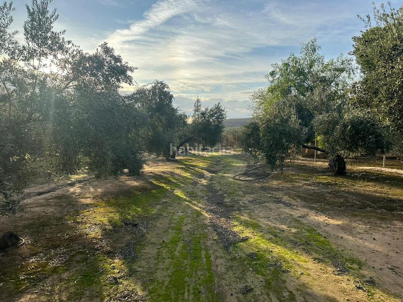 Foto ae0bf122-de9e-46a9-8658-4a5ffbea5c5b. Landgut in ja-2321 181 in Andújar