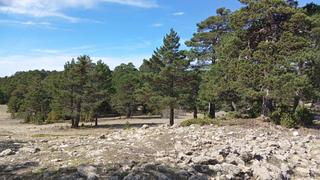 Terreny residencial  Nogueruelas -. Fantstico terreno de 20.000 m2 en plena naturaleza. en el coraz