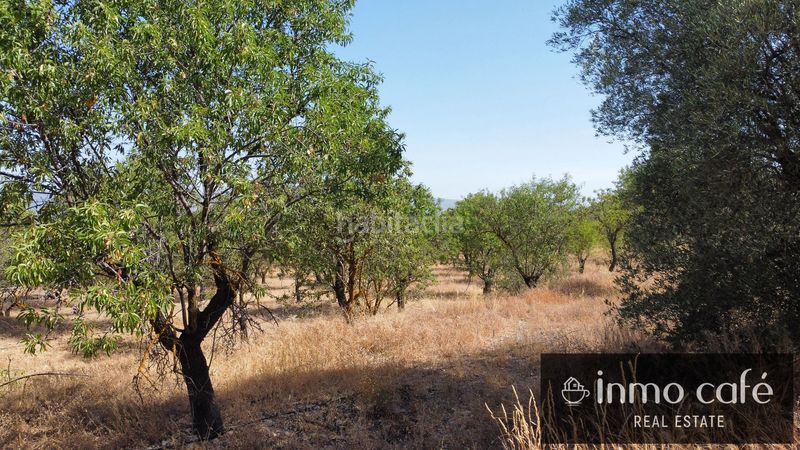 Foto 20cce17a-2b41-4851-9fe6-898b36cc84fc. Finca rústica a Biar
