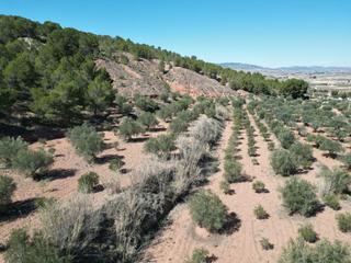 Terrain résidentiel à Pinoso. Bienvenido a una atractiva oportunidad para actividades agrícola
