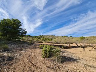 Residential Plot in Yecla. Se vende hermoso terreno de aproximadamente 5.000m2 metros cuadr