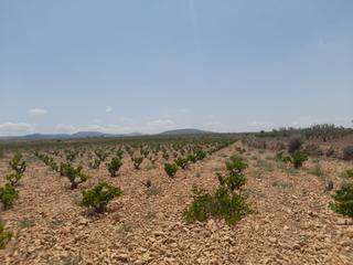 Terrain résidentiel à Pinoso. Preciosa parcela situada aproximadamente a 5 minutos del pueblo