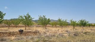 Residential Plot in Yecla. Preciosa parcela situada aproximadamente a 10 minutos de la ciud