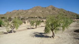 Terreny residencial a Abanilla. Esta propiedad de 30.608 m en abanilla, murcia, ofrece un olivar