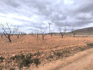 Residential Plot in Yecla. Se vende almendro cerca de raspay de aprox. 15.500 m. cuenta con