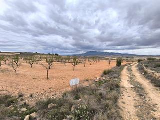 Residential Plot in Yecla. Se vende parcela cerca de pinoso de aprox. 24.500 m, de los cual