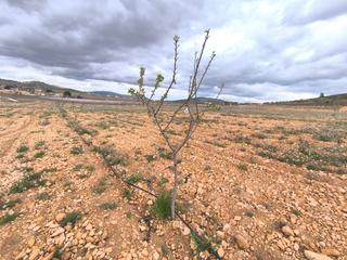 Residential Plot in Yecla. Se vende almendro cerca de raspay de aprox. 17 500 m. cuenta con