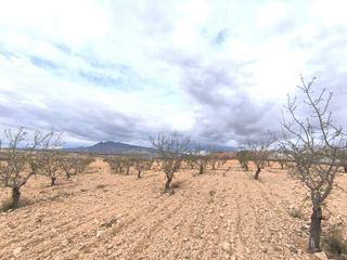 Residential Plot in Yecla. Se vende almendro cerca de pinoso de aprox. 11.100 m. cuenta con
