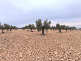 Residential Plot in Yecla. Olivar y parcela de 24.000 m en venta en el casco urbano de yecl