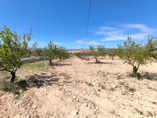 Terrain résidentiel à Pinoso. Se vende almendro de aprox. 22.400 m, ubicado en el municipio de