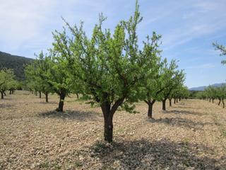 Residential Plot in Yecla. Se vende almendro cerca de yecla de aprox. 12400 m. cuenta con a
