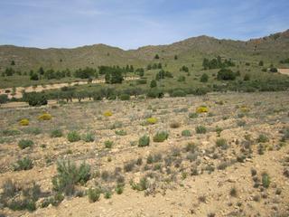 Residential Plot in Yecla. Busca una inversión agrícola o un terreno económico? le ofrecemo