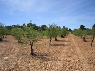 Residential Plot in Yecla. Se vende almendro cerca de yecla de aprox. 10400 m. cuenta con a