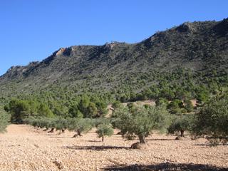 Residential Plot in Yecla. Olivar cerca de yecla de aprox. 19.500 m. cuenta con olivos adul