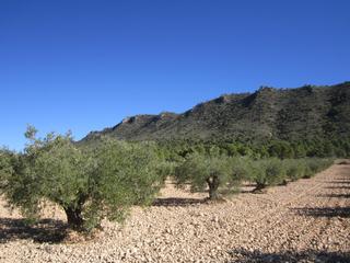 Residential Plot in Yecla. Olivar cerca de yecla de aprox. 6150 m. cuenta con olivos adulto