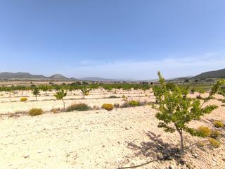 Terreny residencial a Monòver. Ofrecemos este huerto ecológico de almendros y una parcela con p