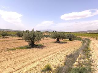 Terrain résidentiel à Pinoso. Busca un pequeño proyecto agrícola o un lugar tranquilo para apa