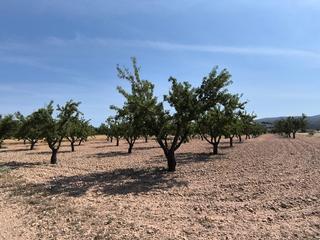 Terreny residencial a Monòver. Esta parcela de 4.780 m se encuentra a las afueras de monóvar y