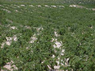 Terreny residencial a Jumilla. Espectacular oportunidad agrícola! presentamos 48,5 ha de planta